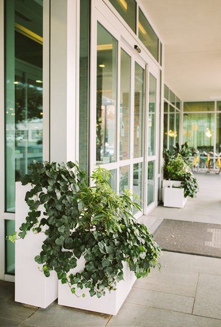 Indoor Plant Maintenance Services