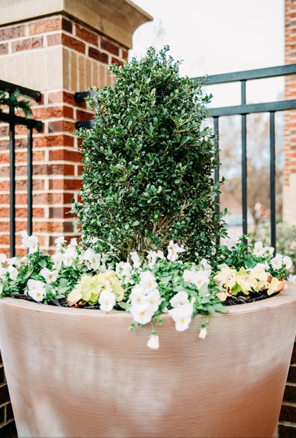 Professional Plant Designs in Mount Pleasant SC