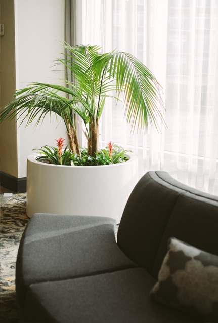 Indoor Plant Services in Concord North Carolina