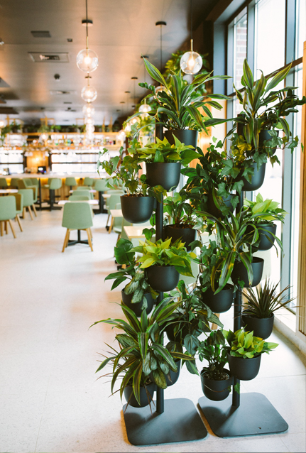 Indoor Plants for Classrooms