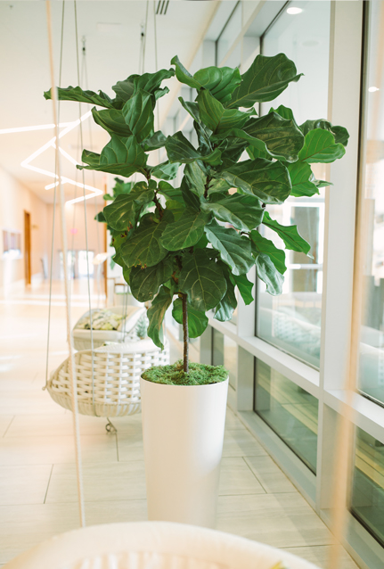 Indoor Plant Services in Charleston SC