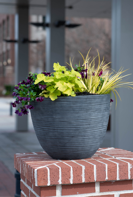 Indoor Plant Services in Greenville South Carolina