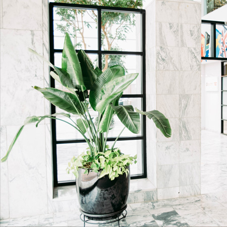 Indoor Snake Plants for Businesses